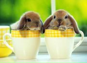 Фотография Shpakovka Катерины