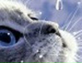 Олександр Янчиківський фотография #27 (источник - https://vk.com/id53810144)