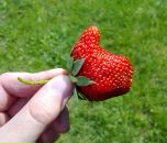 Фотография Никитина Максима