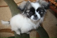 Софія Яковишена фотография #42 (источник - https://vk.com/id56257447)